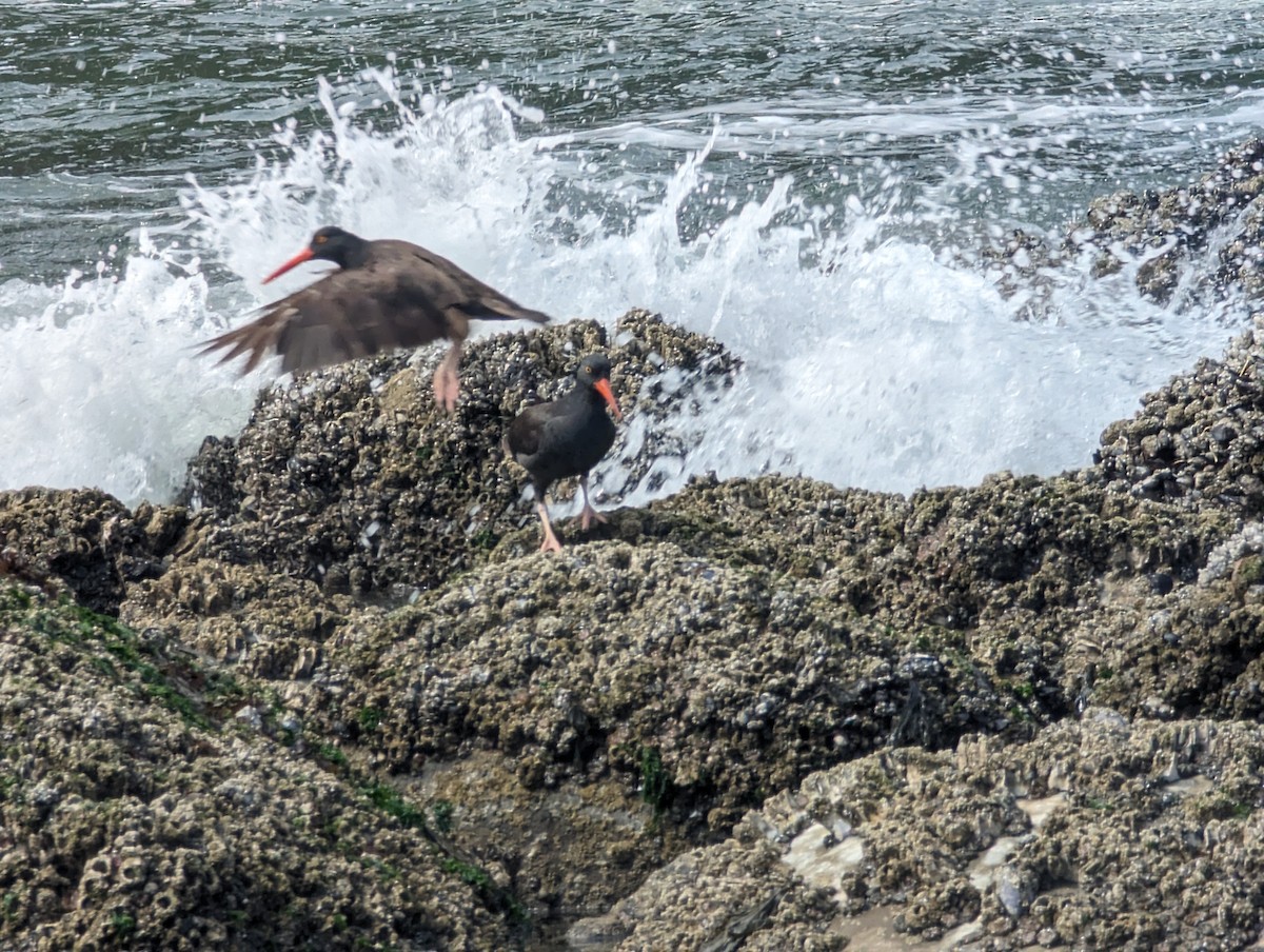 Black Oystercatcher - ML629021680
