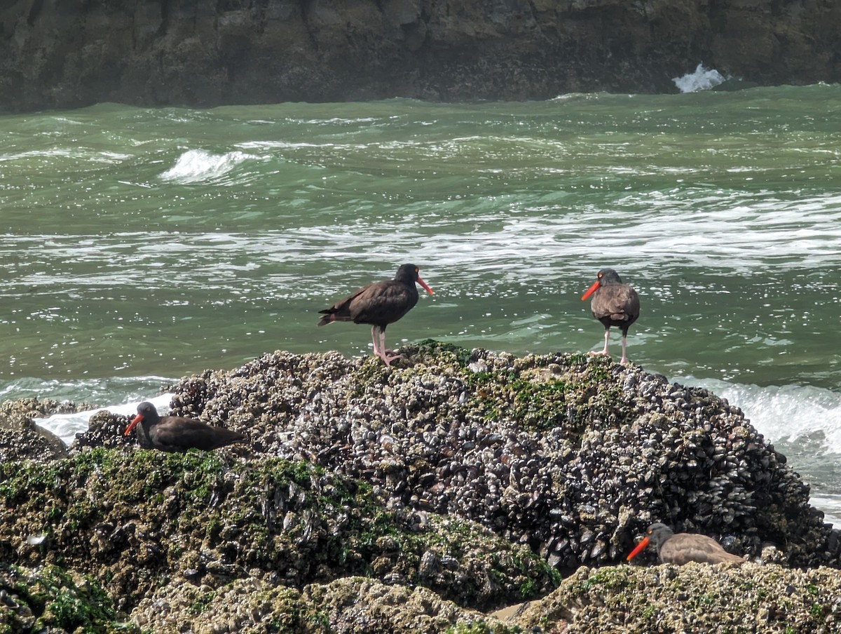 Black Oystercatcher - ML629021681