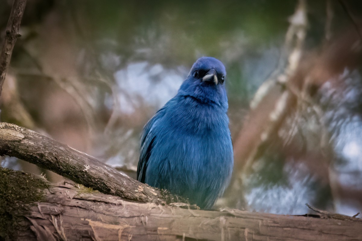 Passerin indigo - ML629021723