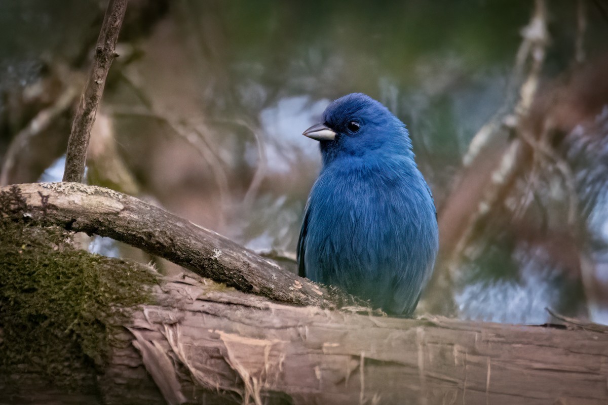 Passerin indigo - ML629021724