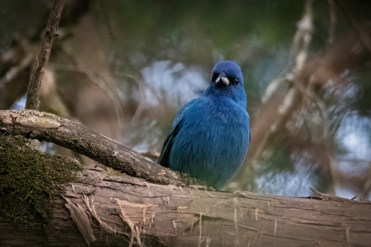 Passerin indigo - ML629021725