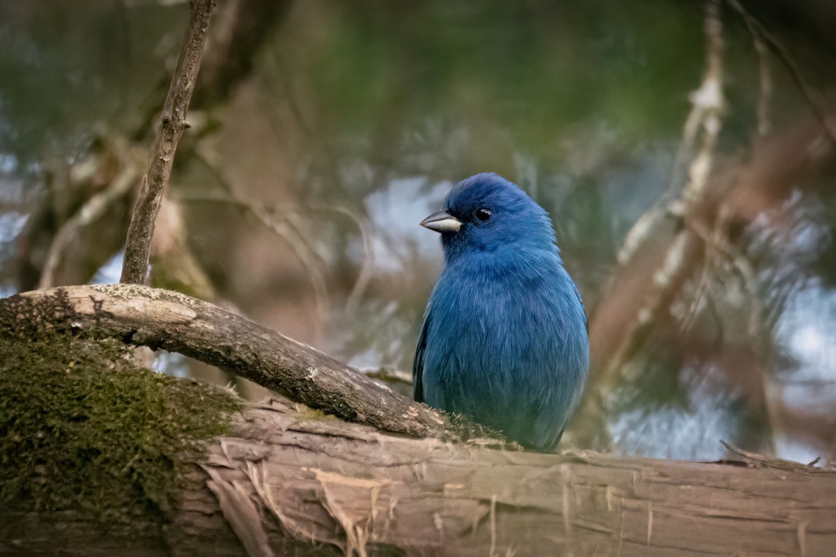 Passerin indigo - ML629021726