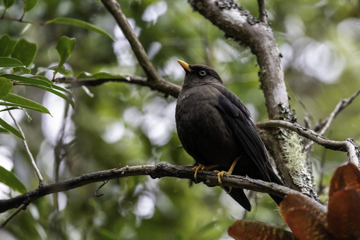 Sooty Thrush - ML629021777