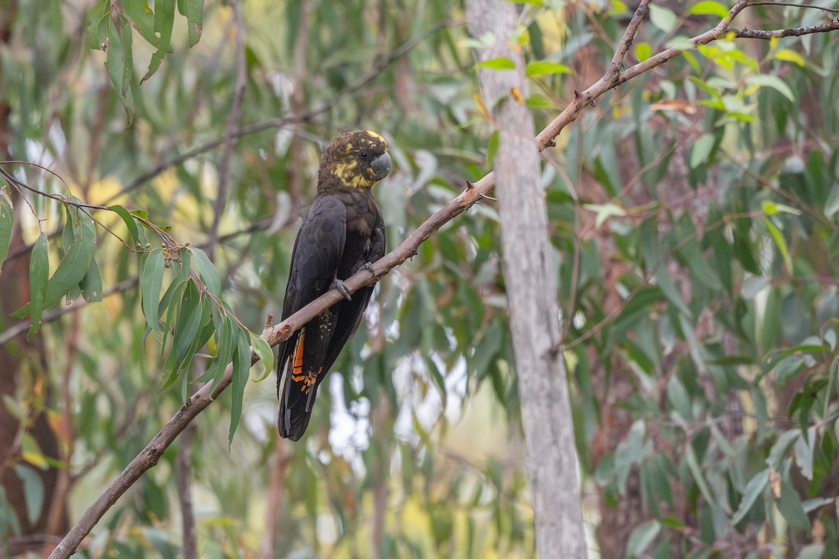 Glossy Black-Cockatoo - ML629021966