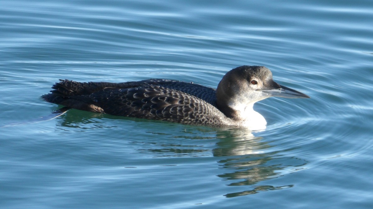 Plongeon huard - ML629022011