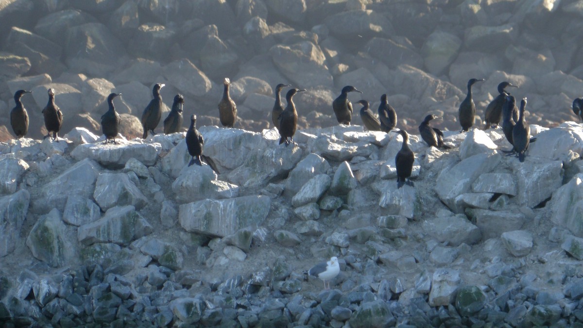 Brandt's Cormorant - ML629022033