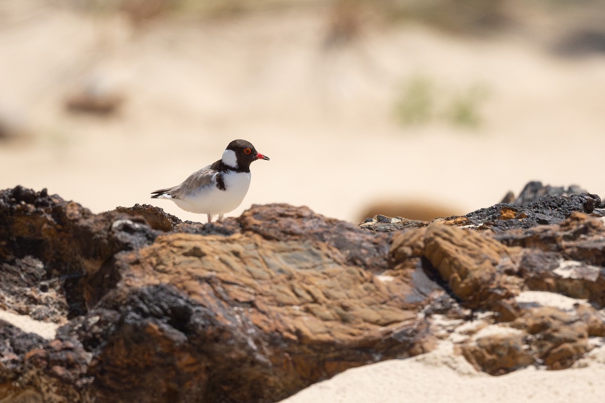 Hooded Plover - ML629022074