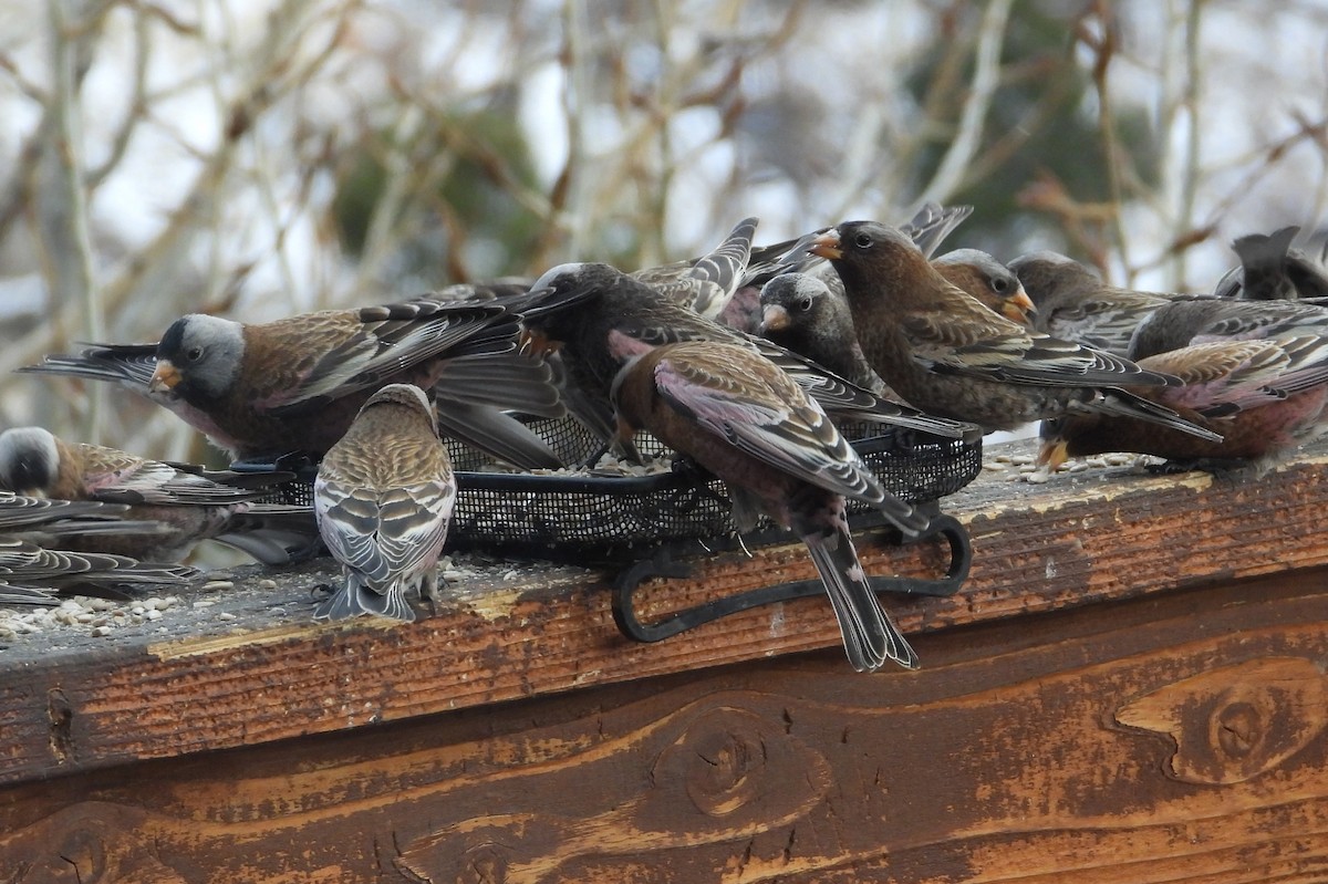 Pinzón Montano Nuquigrís (littoralis) - ML629022089