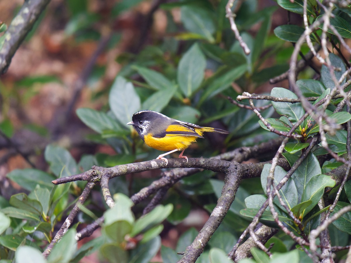 Golden-breasted Fulvetta - ML629022140