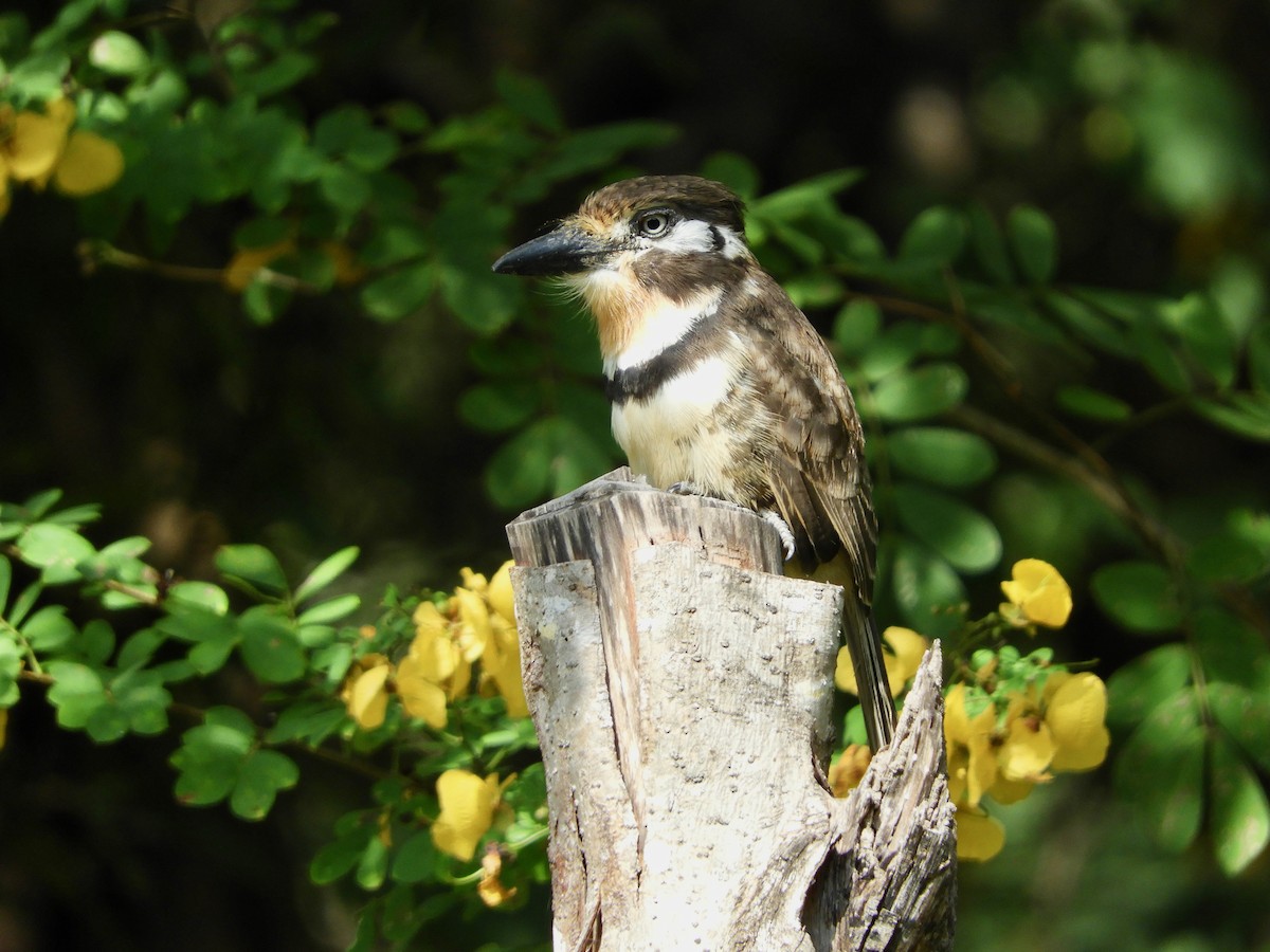 Russet-throated Puffbird - ML629022183