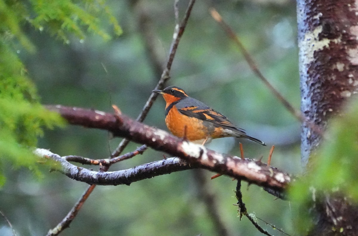 Varied Thrush - ML629022214
