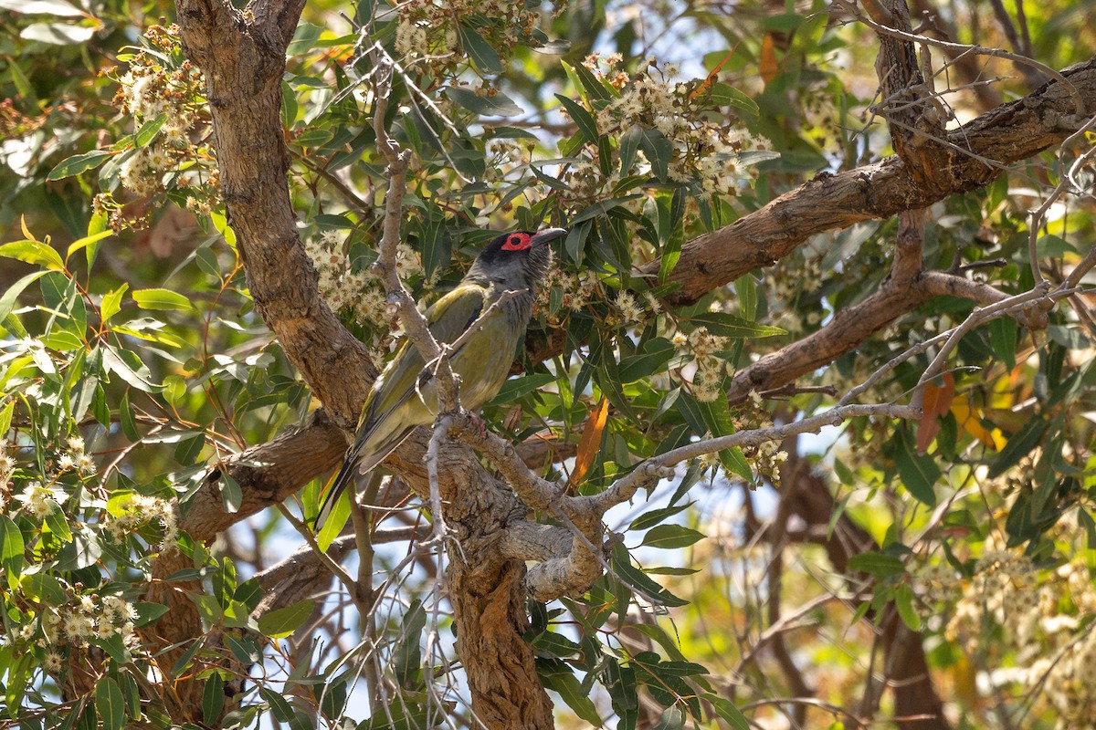 Australasian Figbird - ML629022329