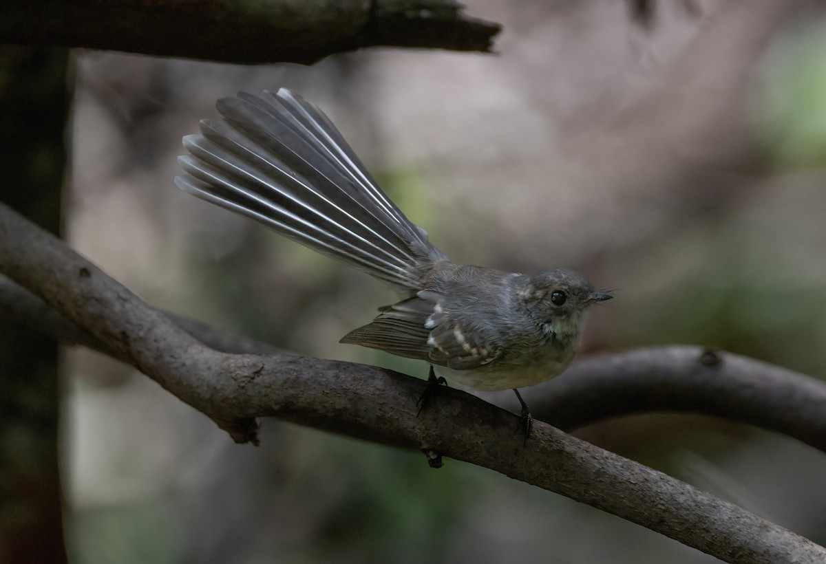 Gray Fantail - ML629022330