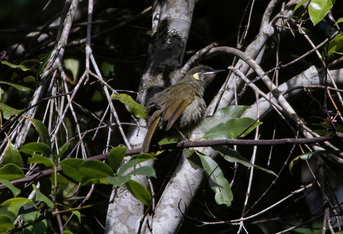 Lewin's Honeyeater - ML629022380