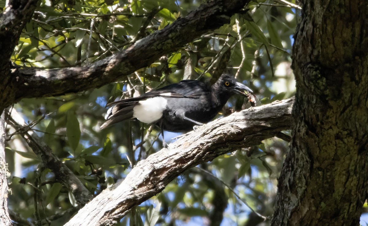 Pied Currawong - ML629022395