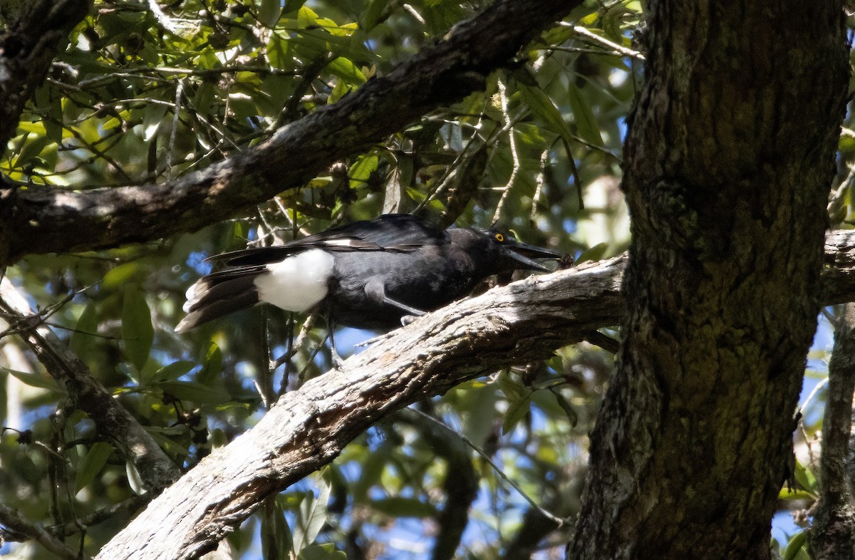 Pied Currawong - ML629022396