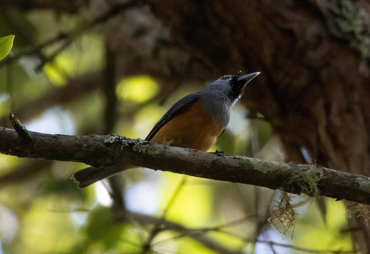 Black-faced Monarch - ML629022401