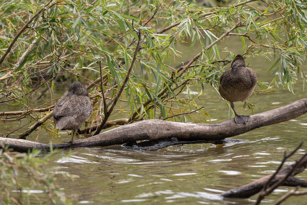 Freckled Duck - ML629022441