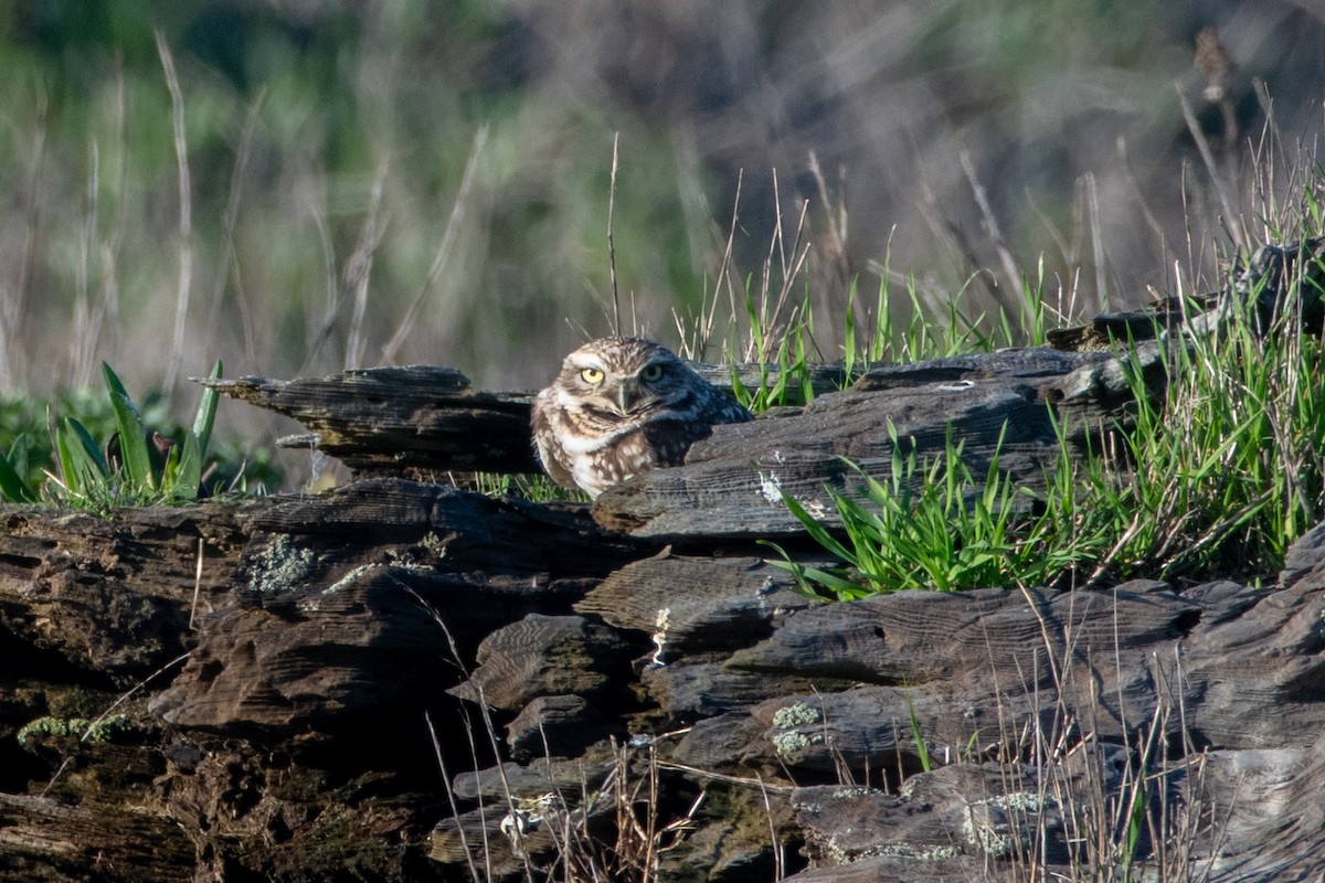 Burrowing Owl - ML629022557