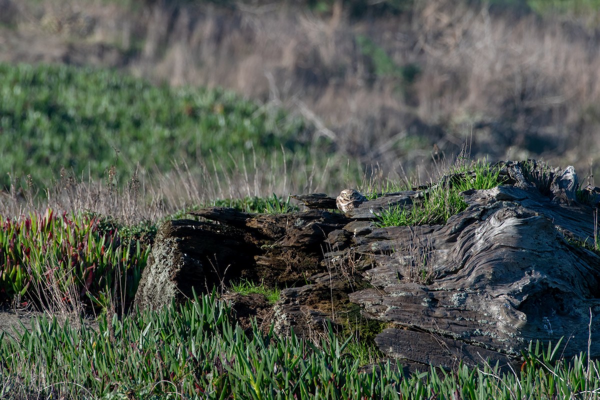 Burrowing Owl - ML629022558