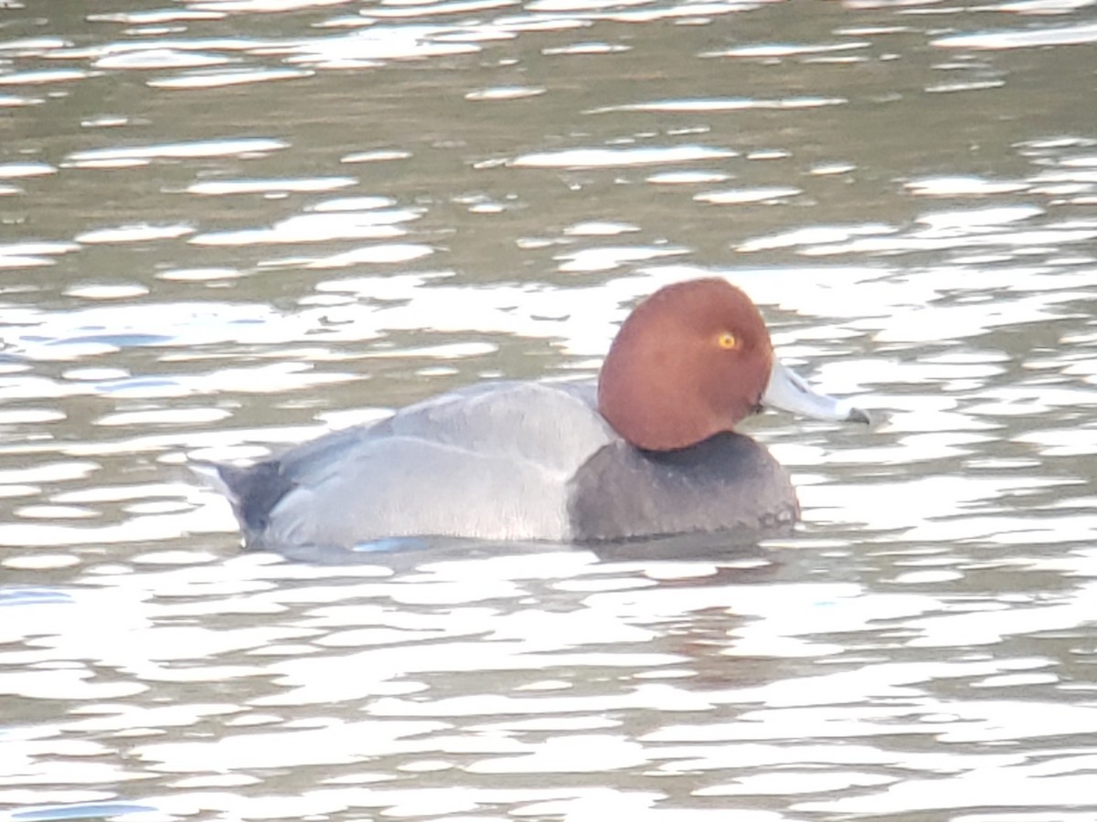 Redhead - ML629022703