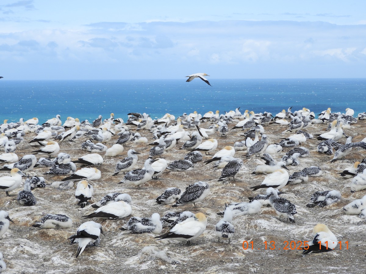 Australasian Gannet - ML629022830