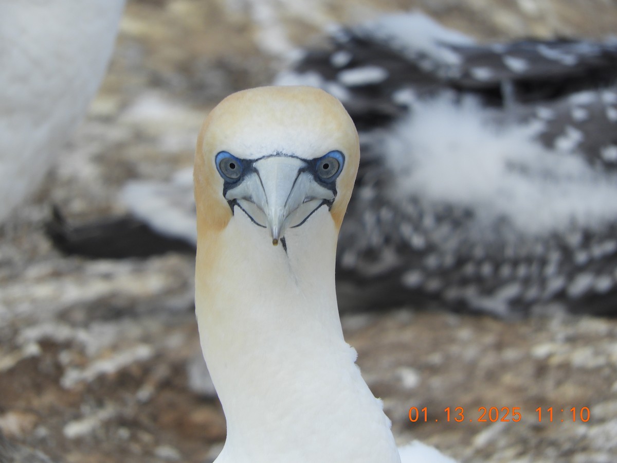 Australasian Gannet - ML629022831