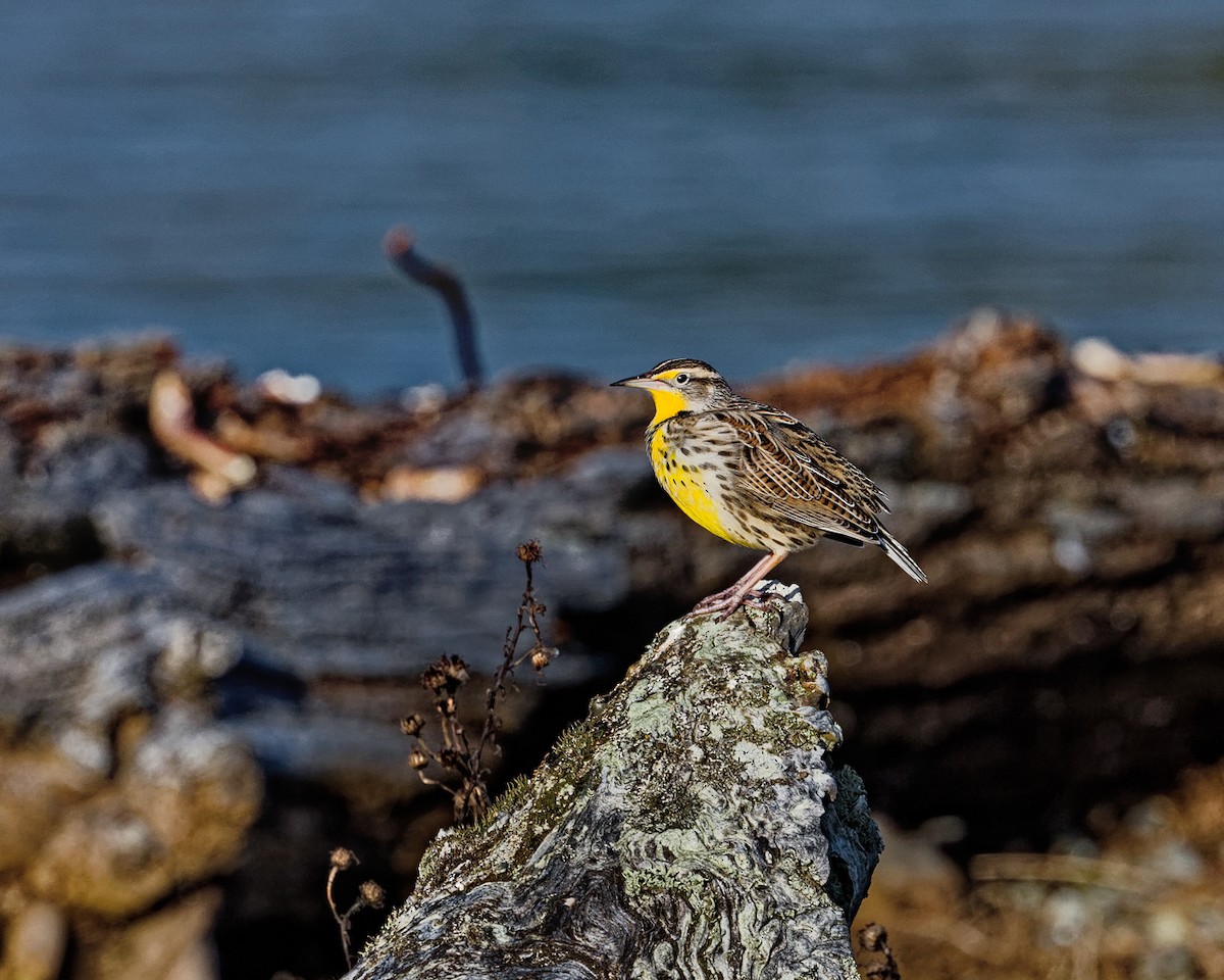 Western Meadowlark - ML629022863