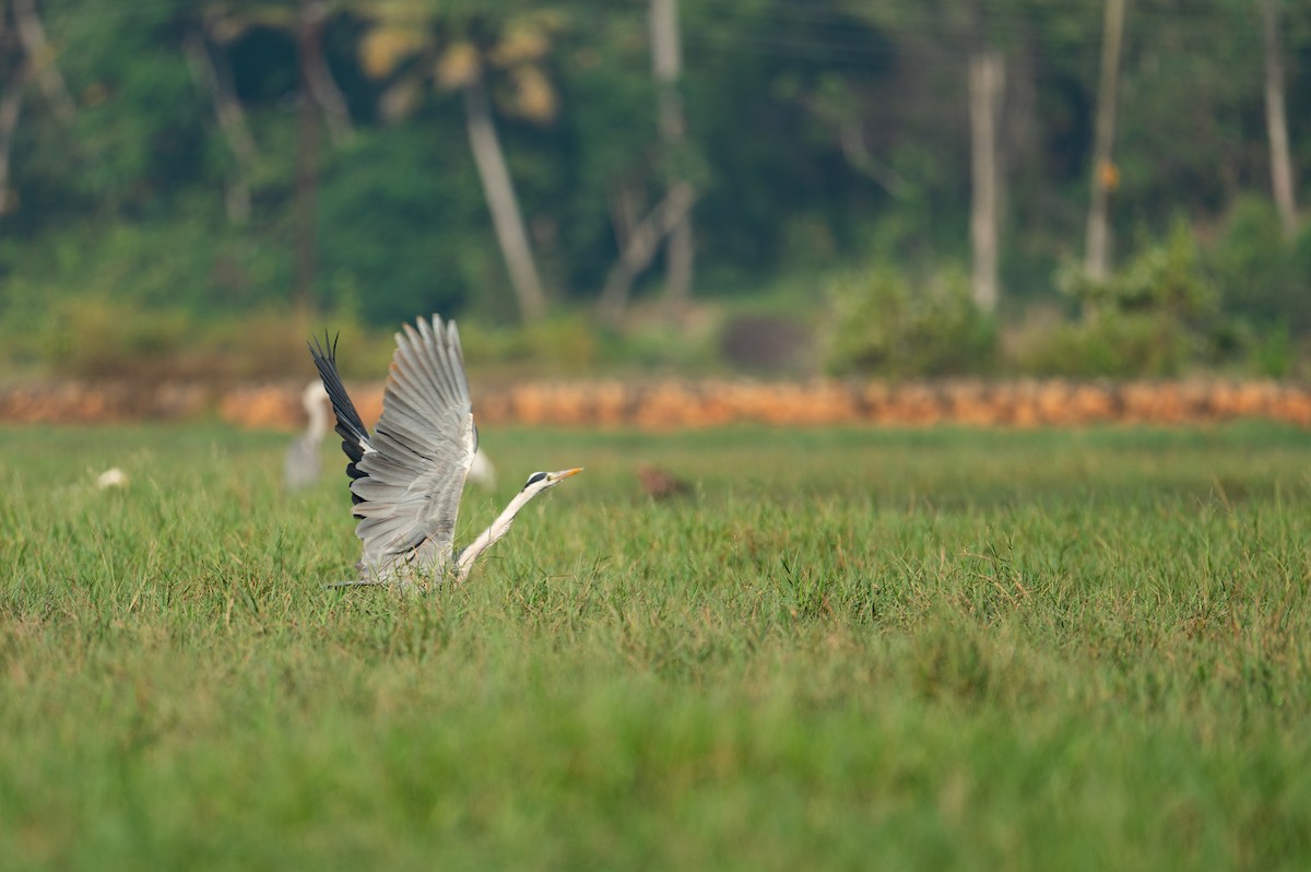 蒼鷺 - ML629022866