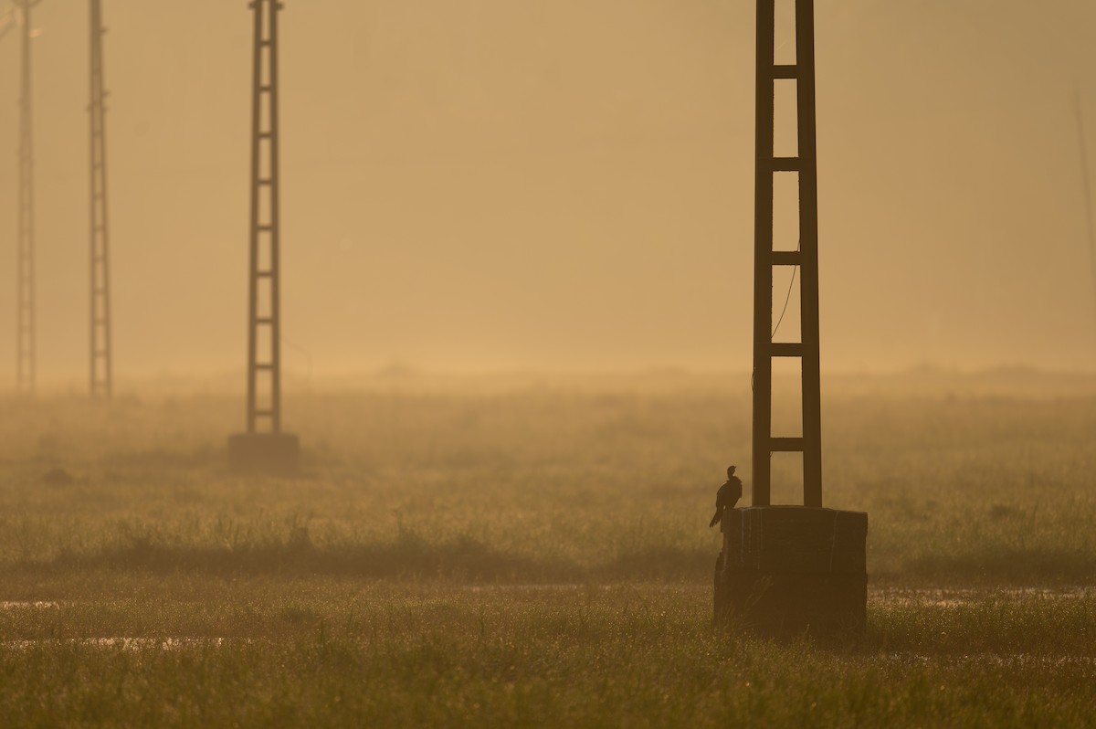 Little Cormorant - ML629022875