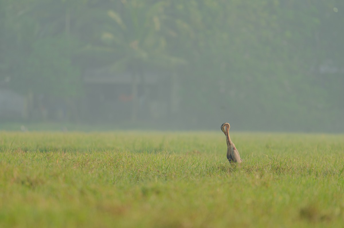 紫鷺 - ML629022879