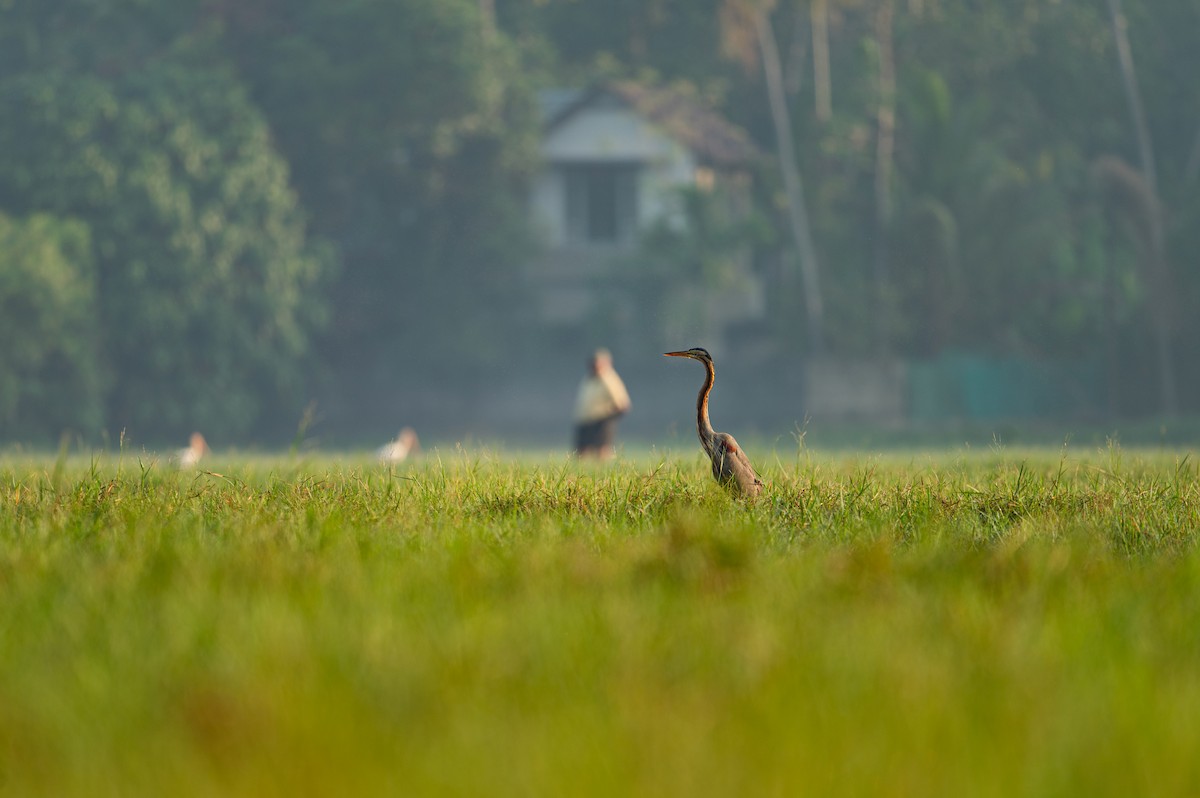 紫鷺 - ML629022881