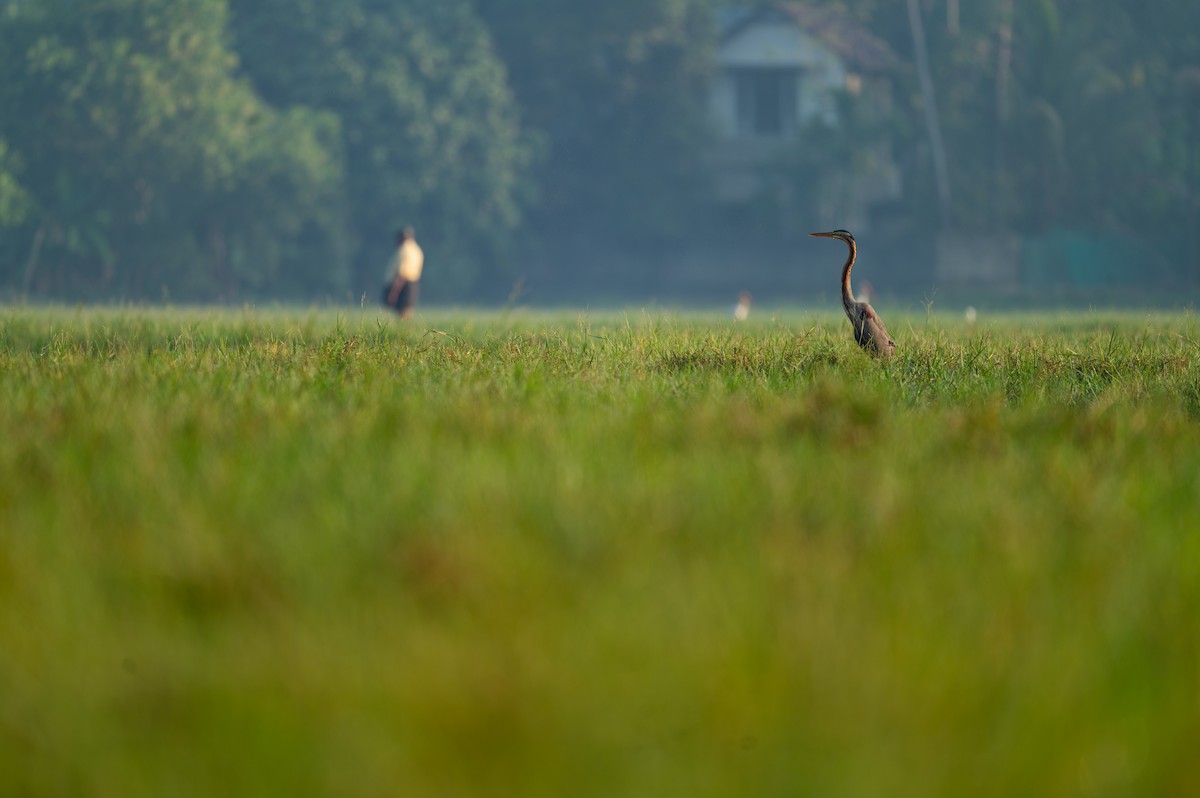 紫鷺 - ML629022882