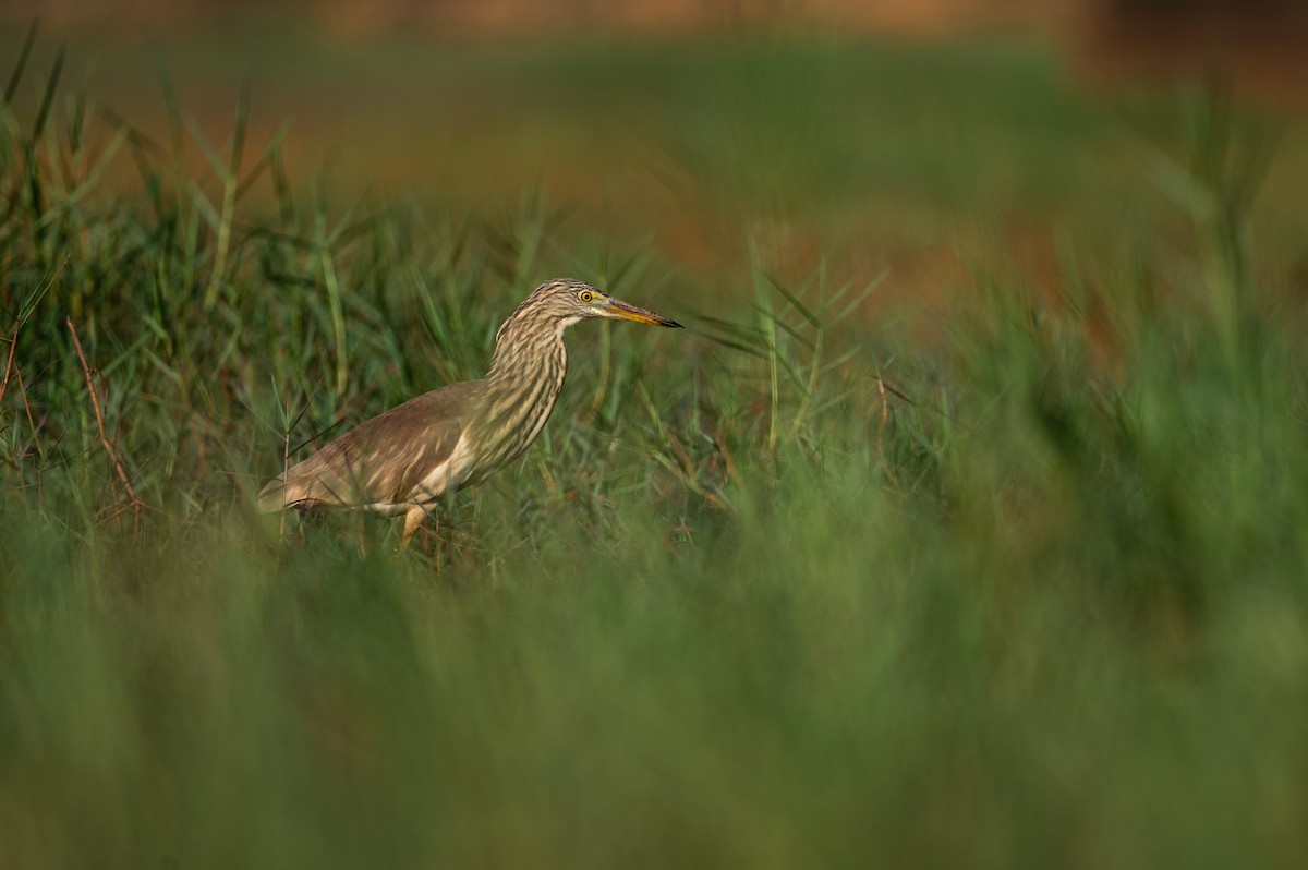 Indian Pond-Heron - ML629022887