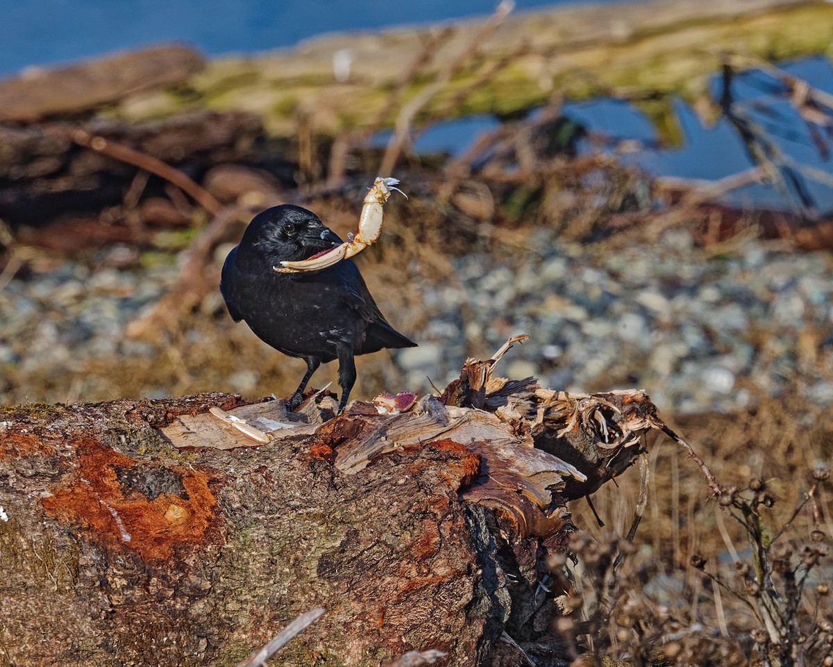 vrána americká - ML629022899