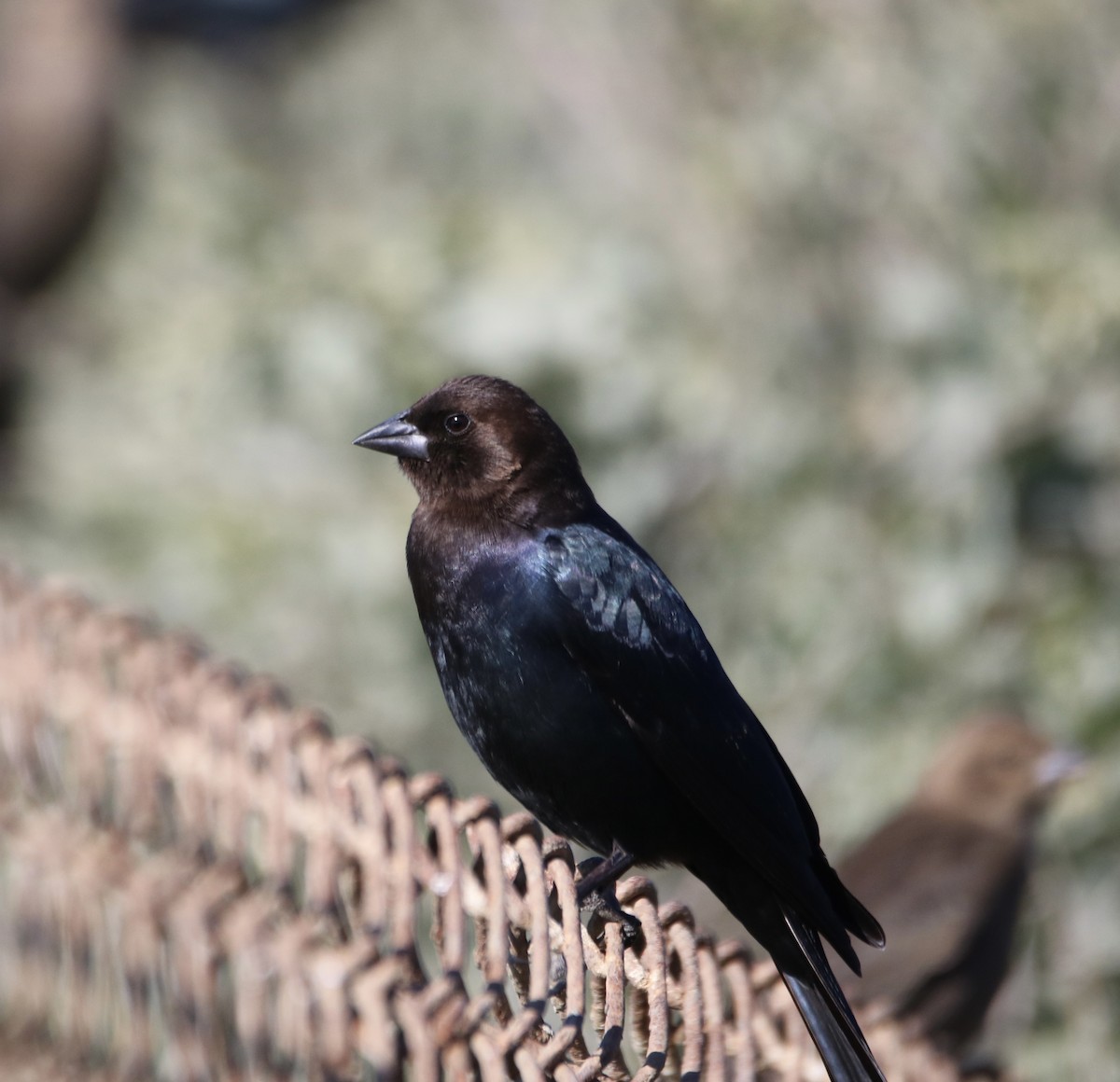 Brown-headed Cowbird - ML629022920