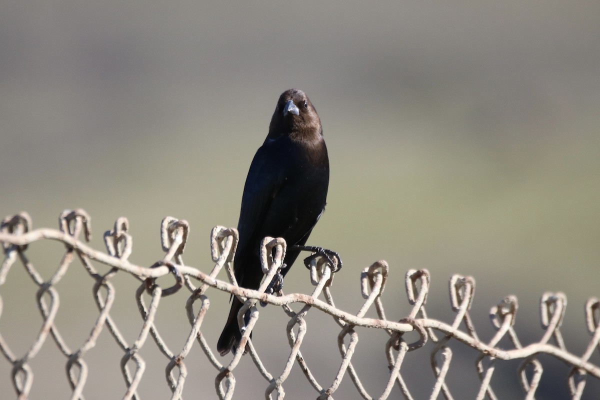 Brown-headed Cowbird - ML629022921