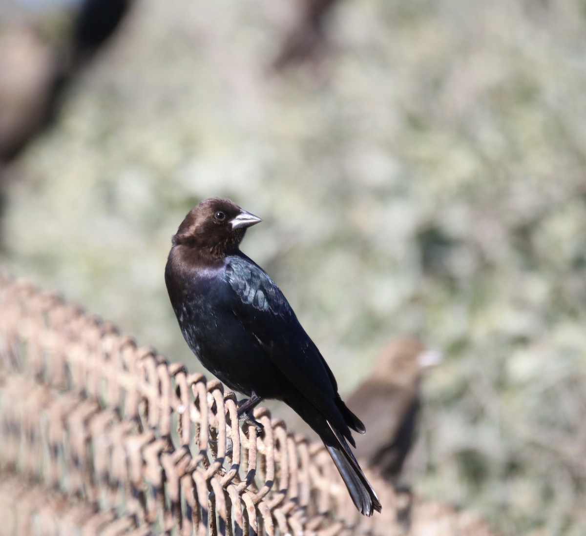 Brown-headed Cowbird - ML629022922