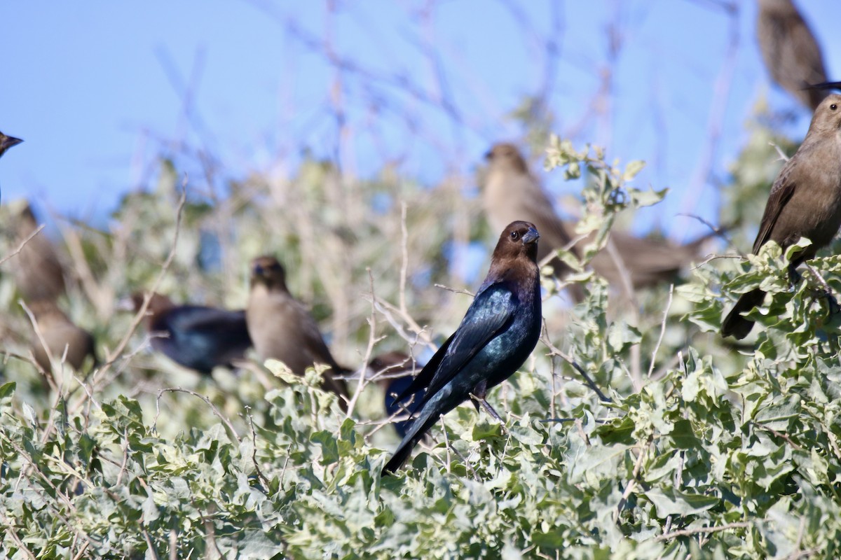 Brown-headed Cowbird - ML629022923