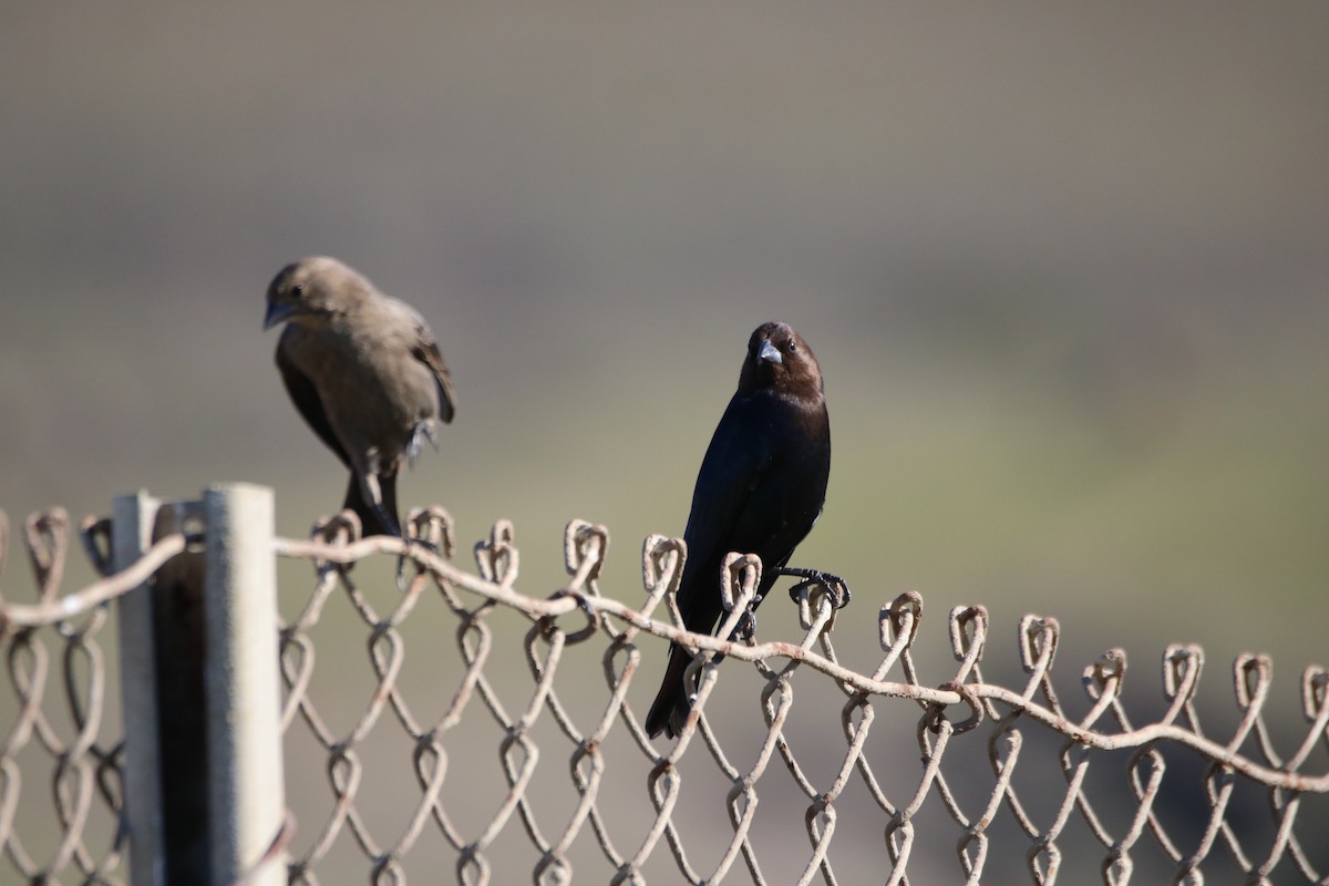 Brown-headed Cowbird - ML629022924