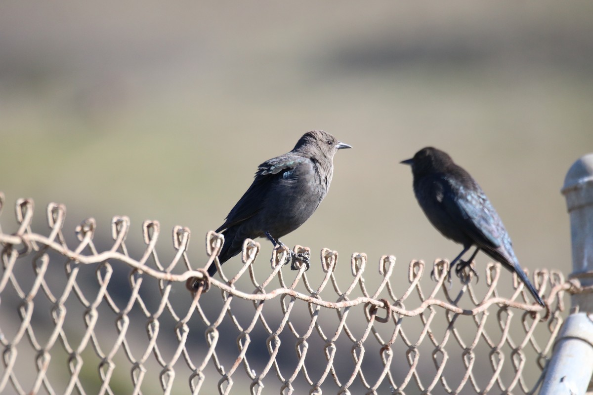 Brown-headed Cowbird - ML629022925