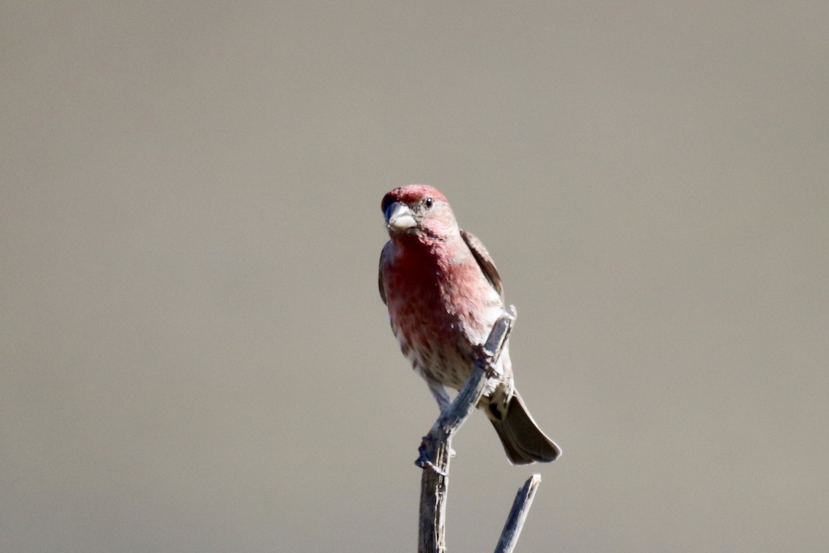 House Finch - ML629022930