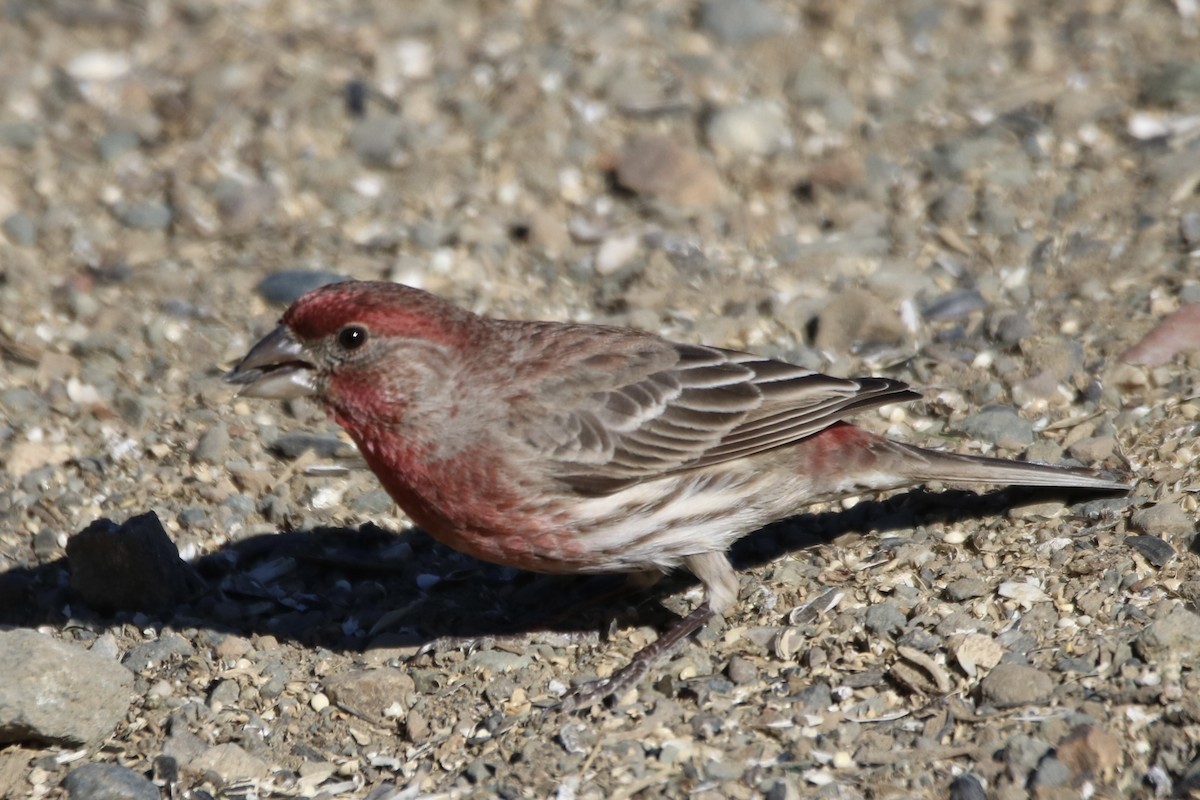 House Finch - ML629022931