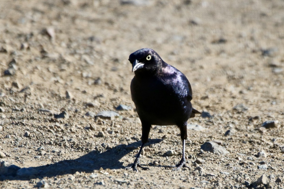 Brewer's Blackbird - ML629022959