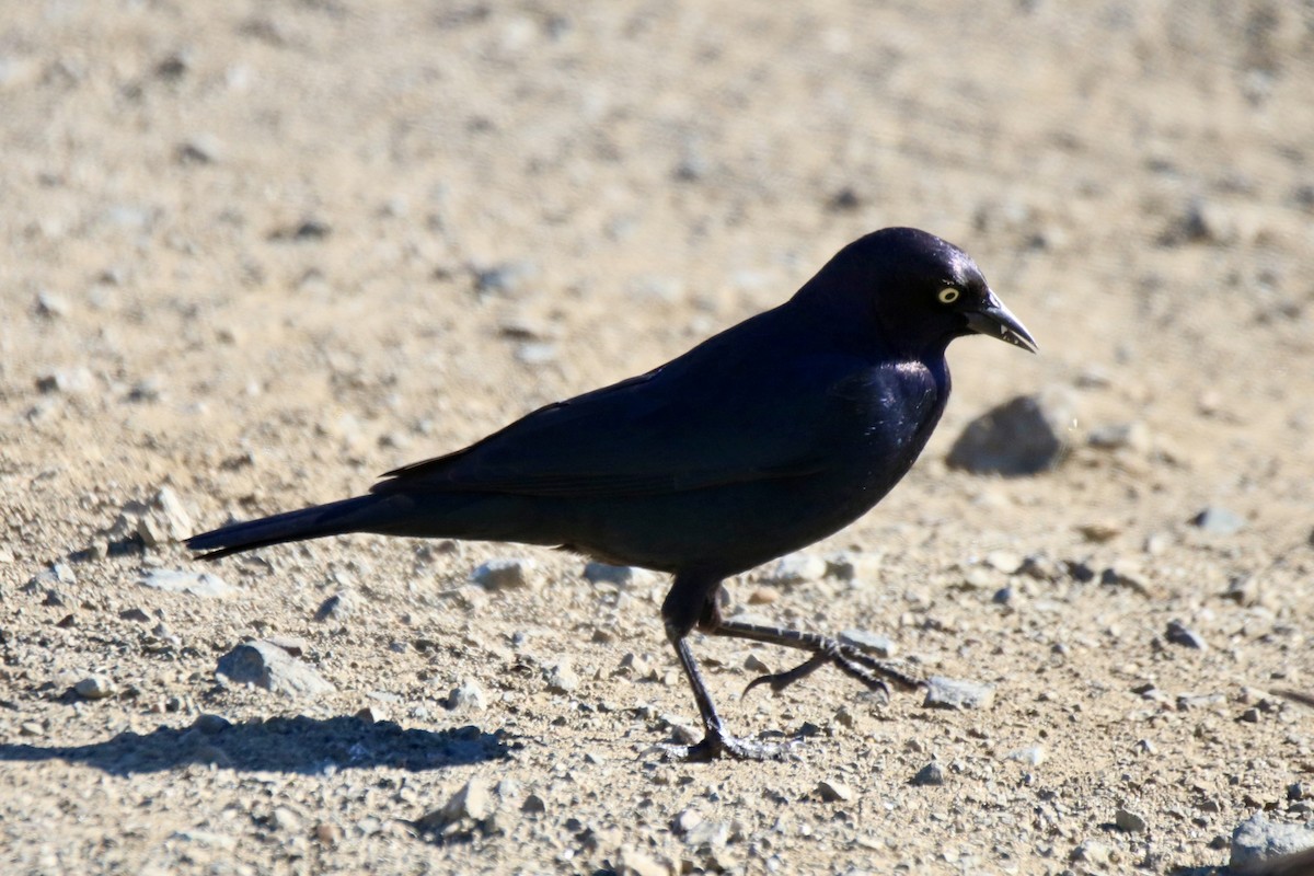 Brewer's Blackbird - ML629022960