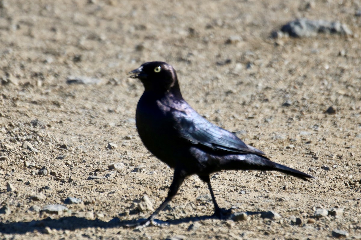 Brewer's Blackbird - ML629022961