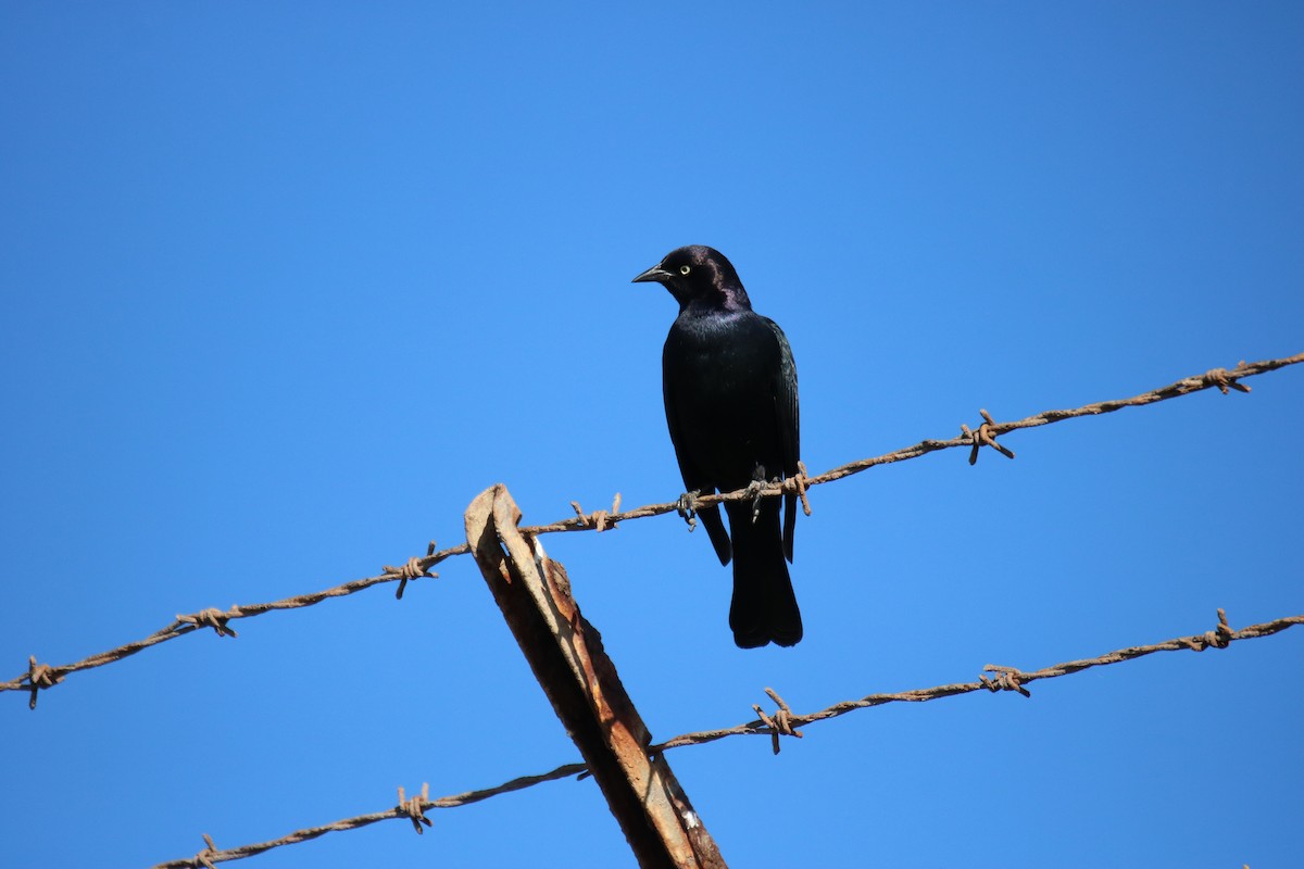 Brewer's Blackbird - ML629022962