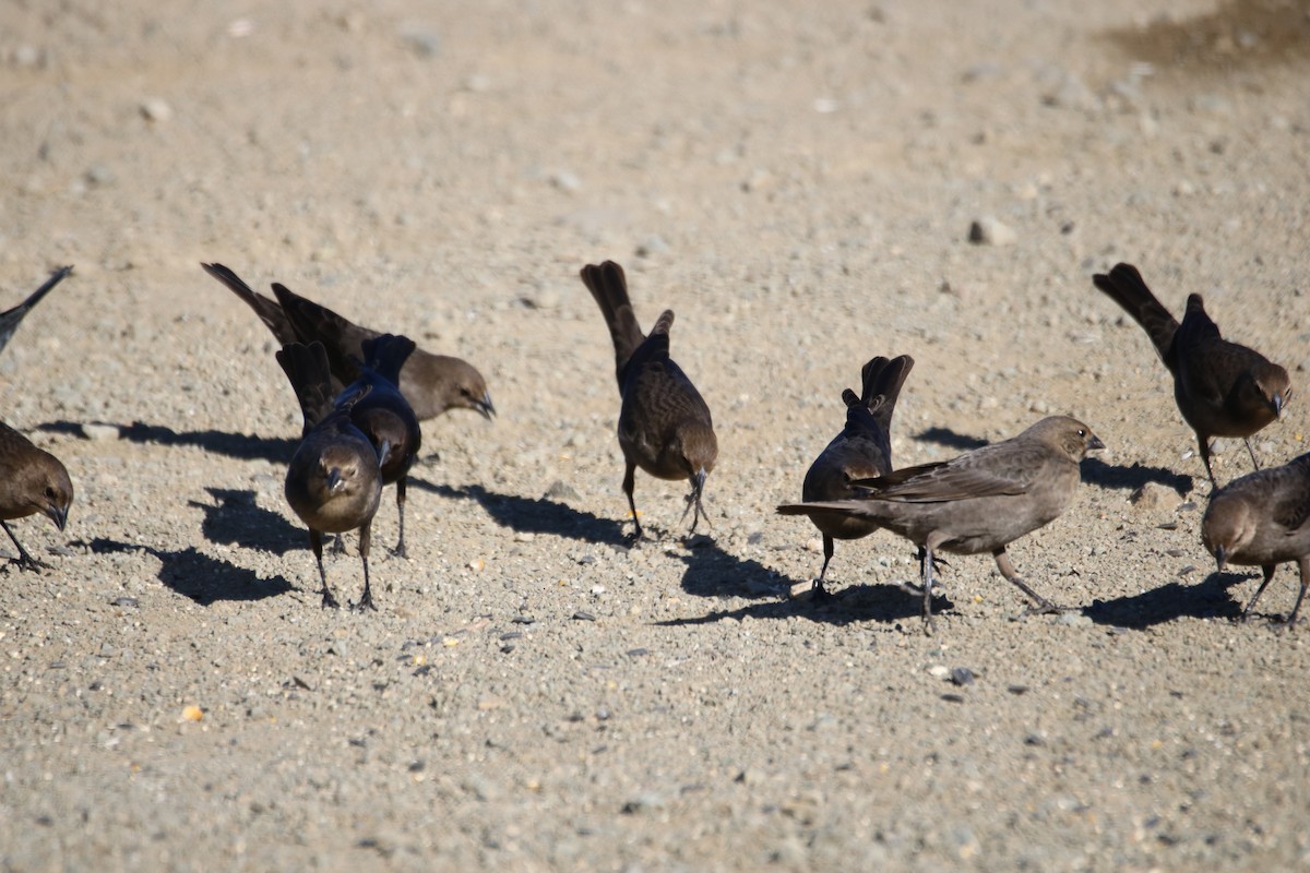 Brown-headed Cowbird - ML629022973