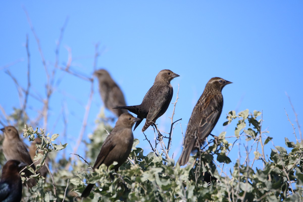 Red-winged Blackbird - ML629023013