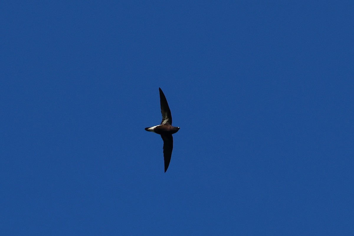 Purple Needletail - ML629023107